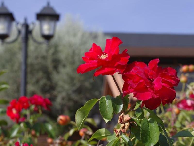 Hotel Los Olivos Getafe Dış mekan fotoğraf